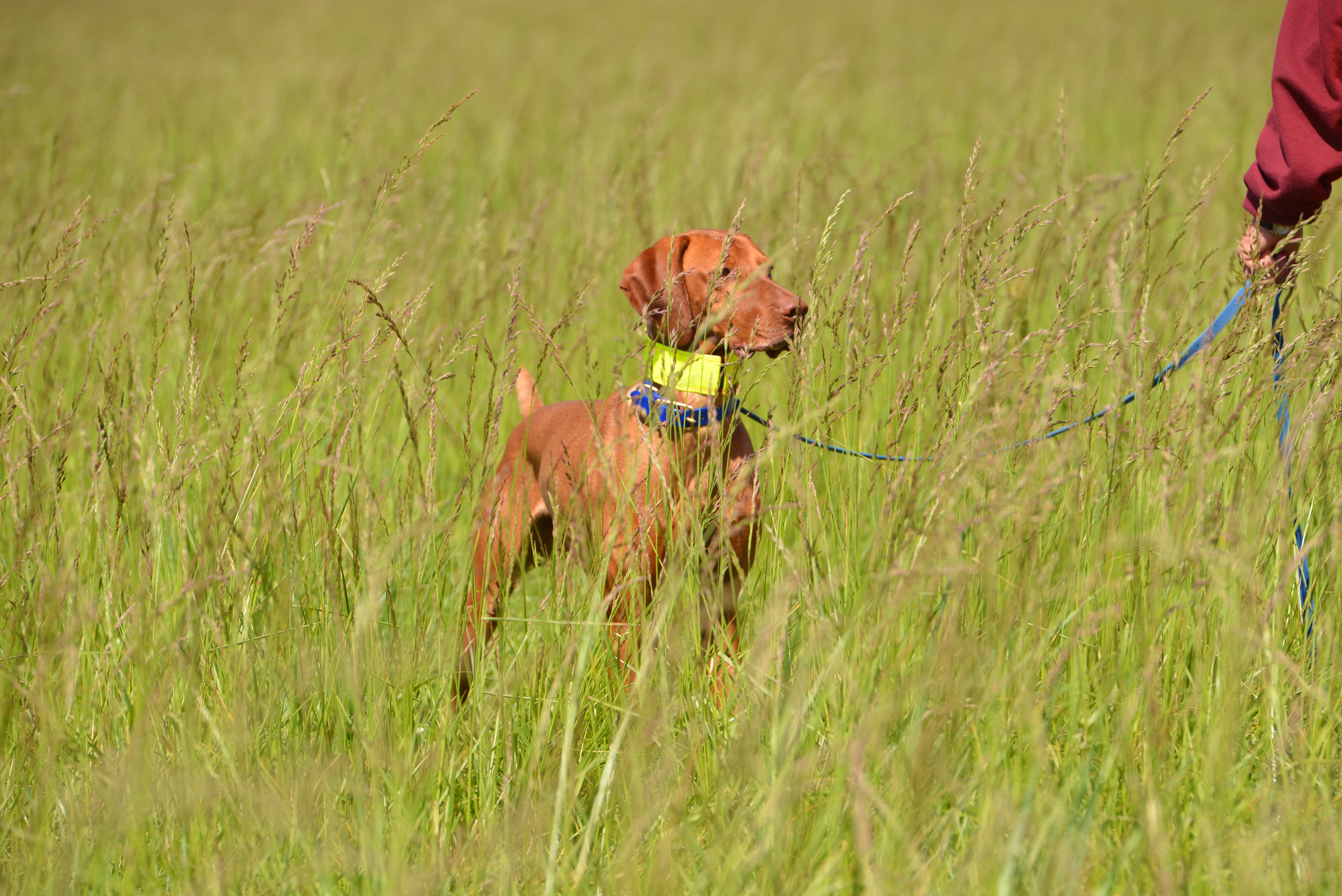 Vizsla Puppies California Northern / Russet Leather Vizslas, Vizsla