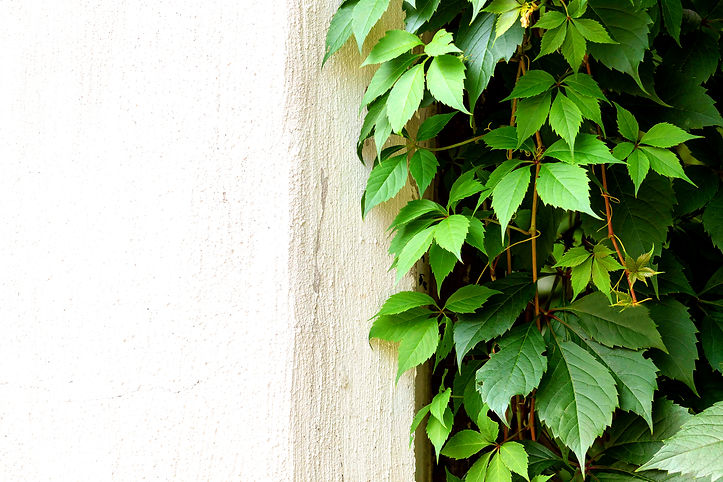 Leafy Wall Corner_edited.jpg