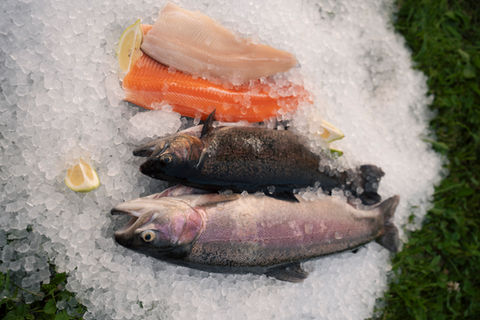 Regenbogenforelle und Lachsforelle ganz und als FIlet auf Eis