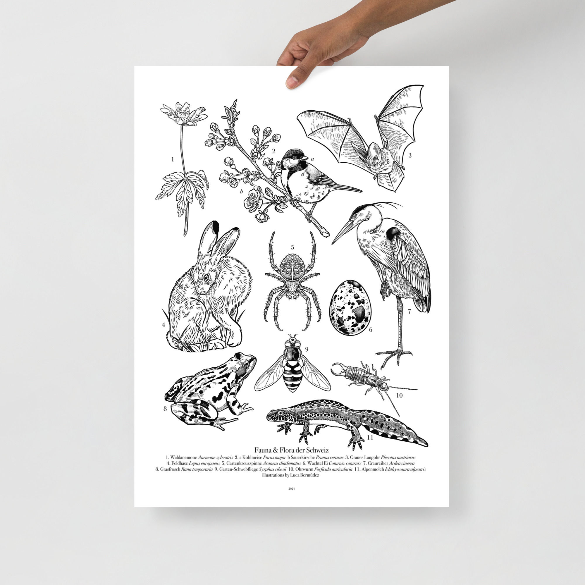 Fauna & Flora der Schweiz