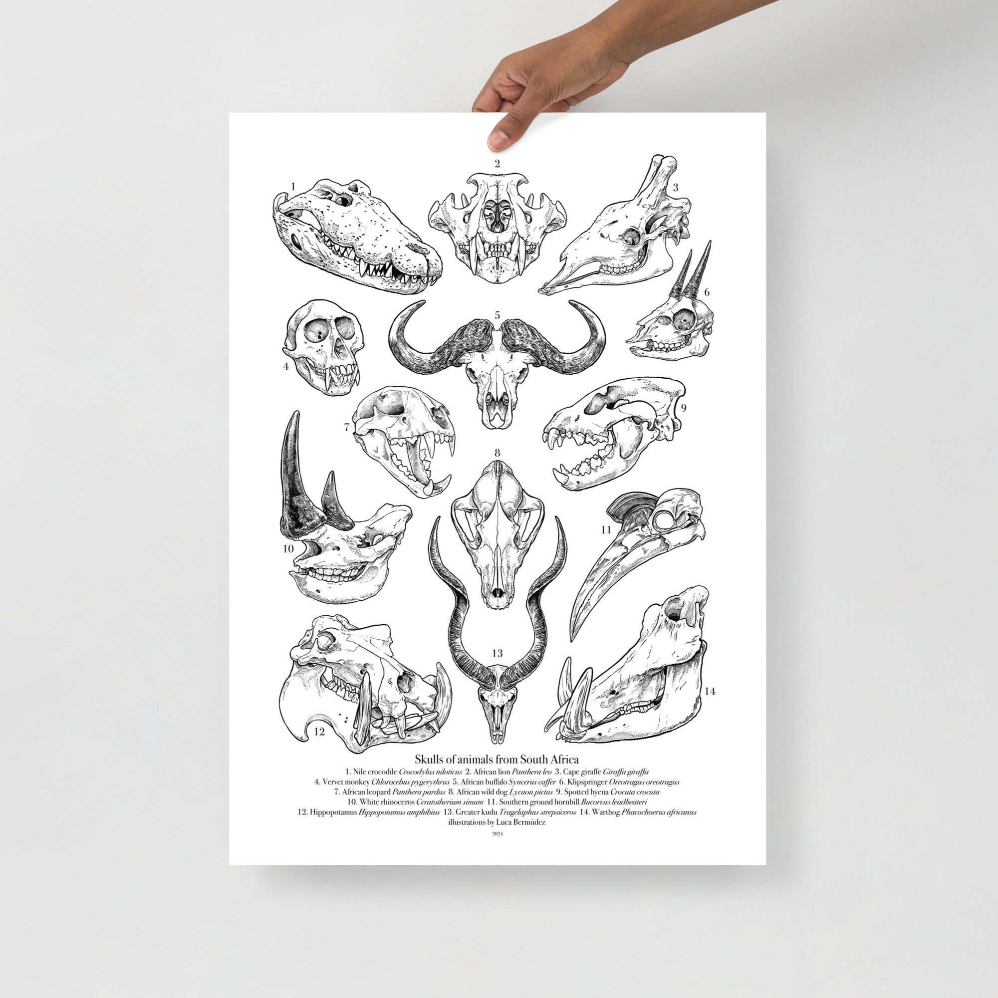 Skulls of animals from South Africa