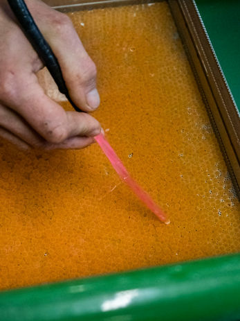 Jemand kontrolliert die orangen Forelleneier