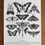 Miniaturbild: Lepidoptera Poster