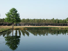 TreeTown USA growing grounds Glen Flora Texas