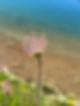Blume 