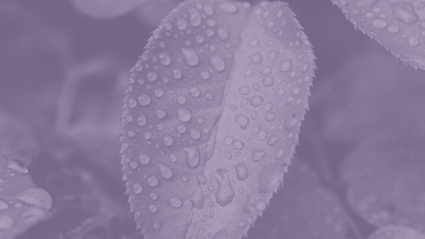 Explainer | Greenwashing in New Zealand: Do Current ESG Disclosure Regulations Go Far Enough? 