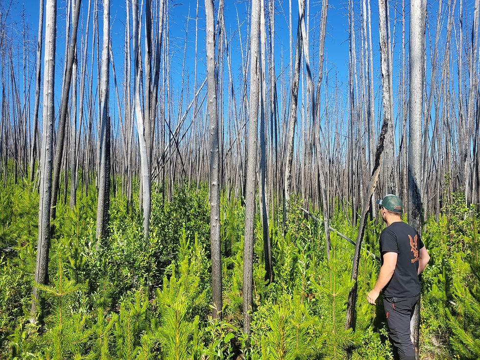 Photo: Palmer Lake Project site showing ongoing work to reduce extreme fuel loading and spacing treatment for healthy forests.