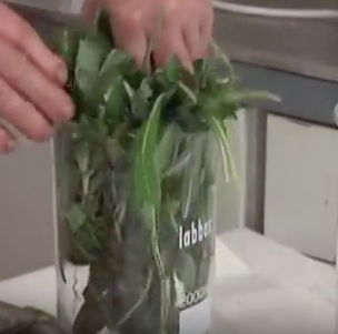 getting leaves ready for extraction