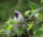 Lintubongari