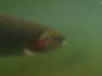 Spotted trout swims underwater in murky green water with visible algae. The fish shows vibrant reds and browns on its head and body.