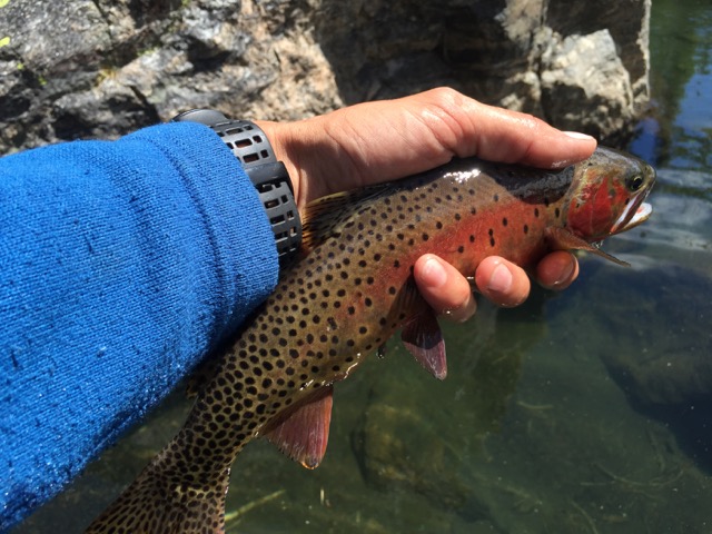 FlyFishing Boulder