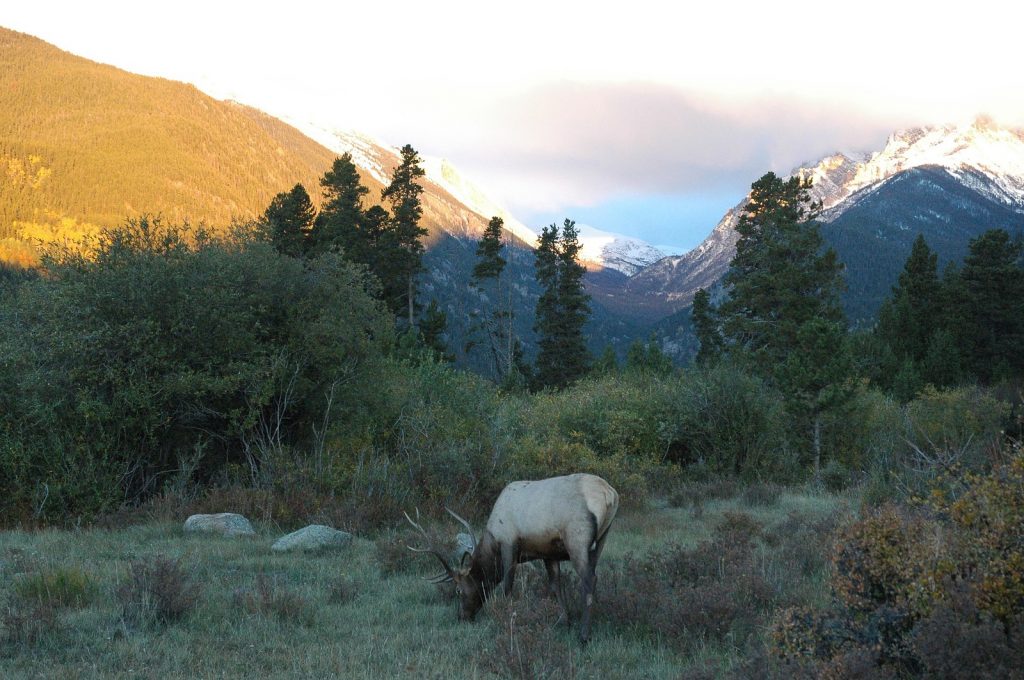an elk grazing in a meadow with a backdrop of snowy mountains in Estes Park, Colorado