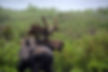 Moose standing in lush green bushes near a body of water. Its antlers are prominent, and it's gazing to the side. Overcast mood.