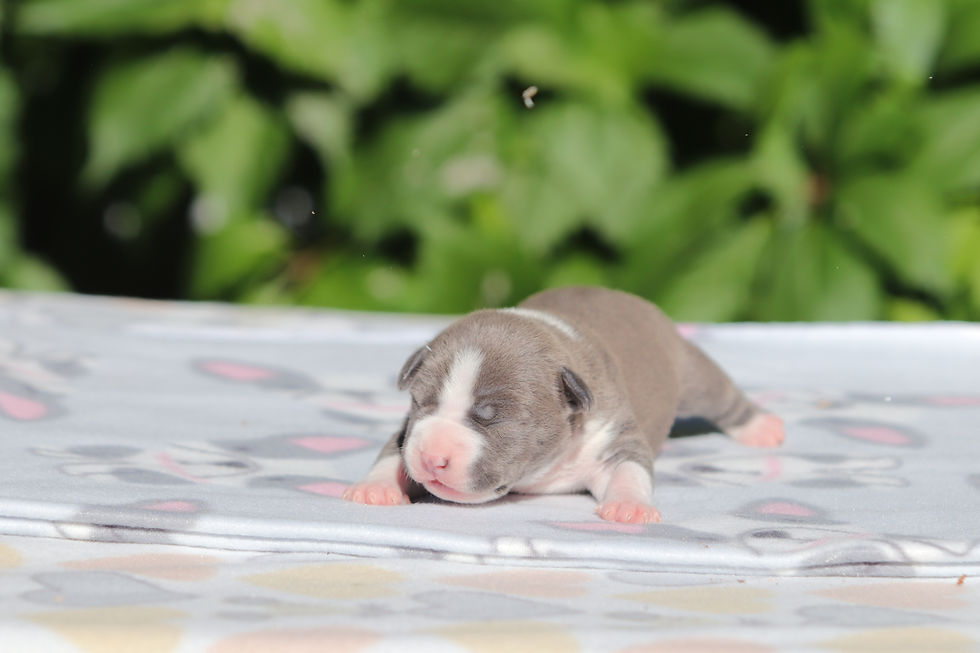 Щенок амстаффа от питомника Valter'Staff _ помет от 10.06.2026 female 5