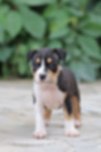 Щенок амстаффа от питомника Valter'Staff 13.05.25 female3
