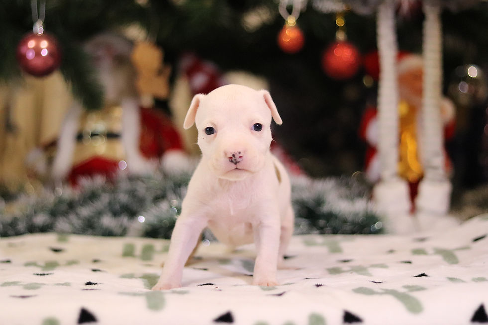 Щенок амстаффа от питомника Valter'Staff _ помет от 27.12.2025 female 4