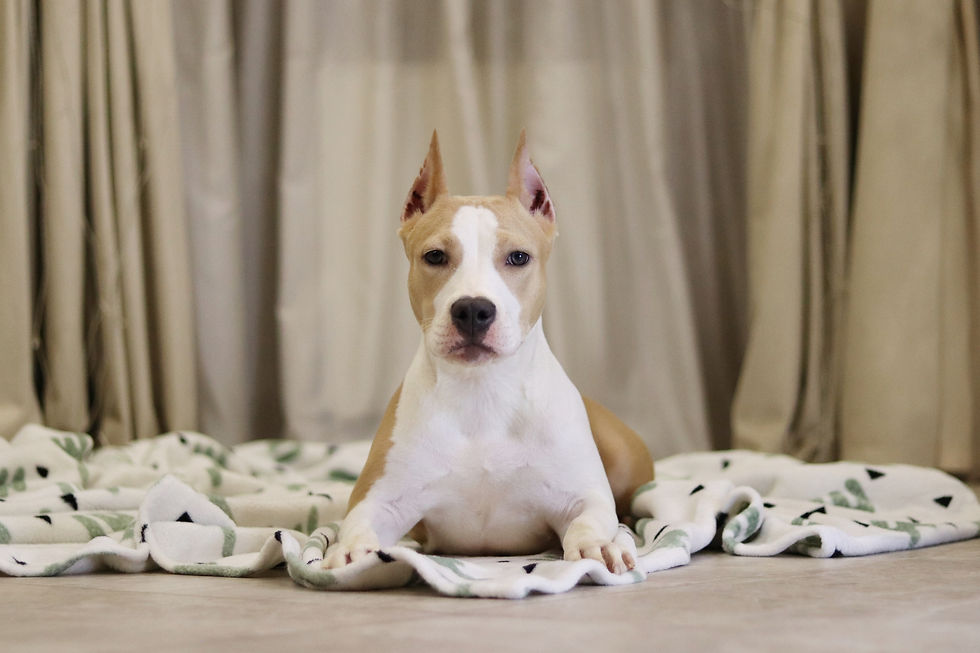 Щенок амстаффа от питомника Valter'Staff 17.06.25 female 3