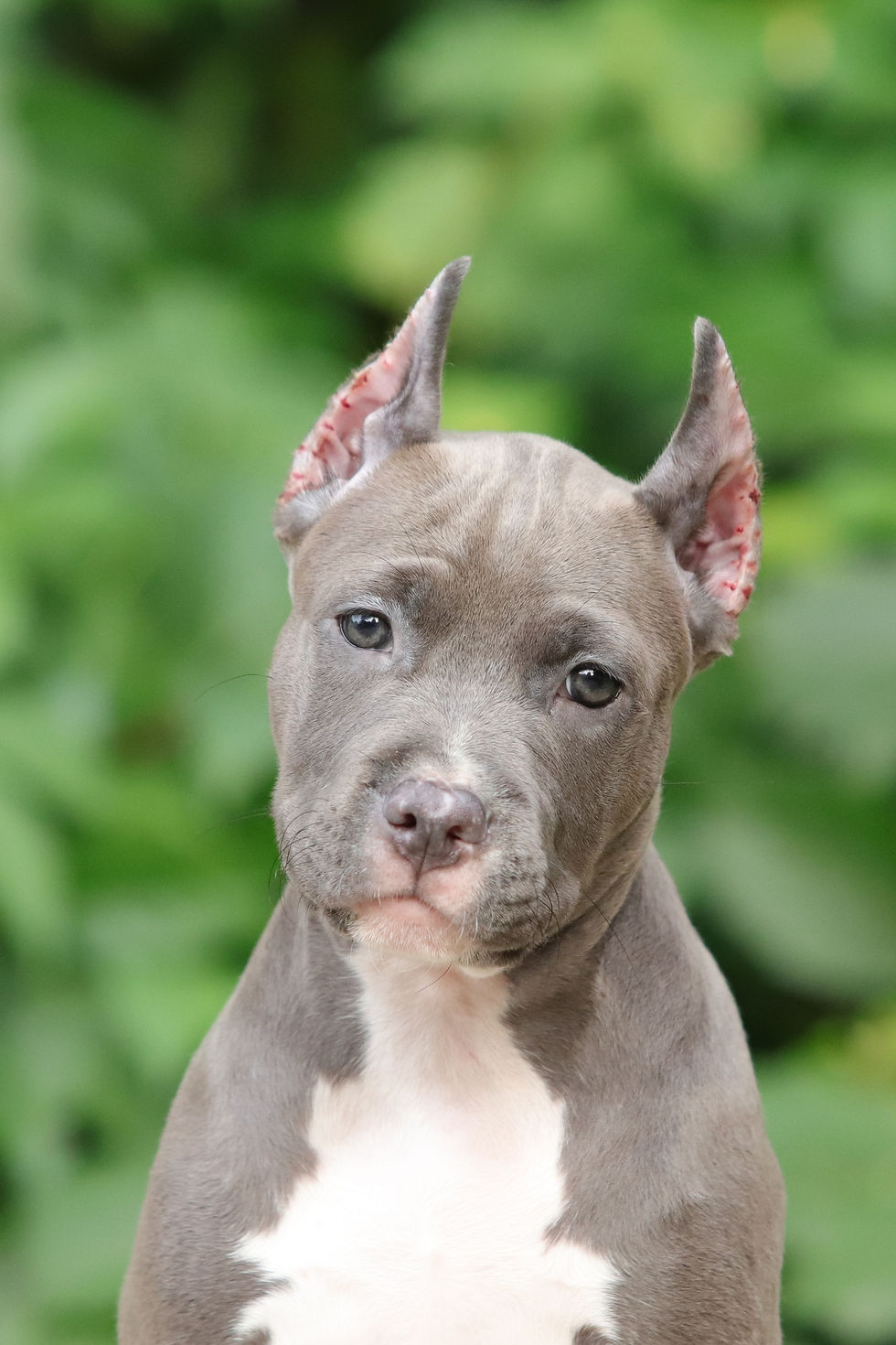 Щенок амстаффа от питомника Valter'Staff _ помет от 10.06.2026 female 3