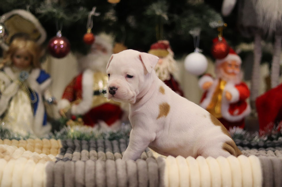 Щенок амстаффа от питомника Valter'Staff 03.12.25 female 2