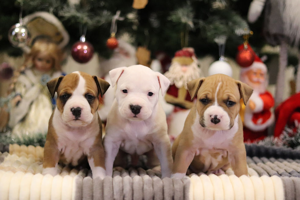 Щенки амстаффа рожденные 03.12.2025hRGff-yxEm3gtfMEHMdexBim6HwdNCvVgP7hlaR4oQ2p0XCle5pa0PeSNuDUxAeQ4