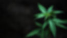 marijuana-leaves-2023-11-27-05-22-37-utc.jpg