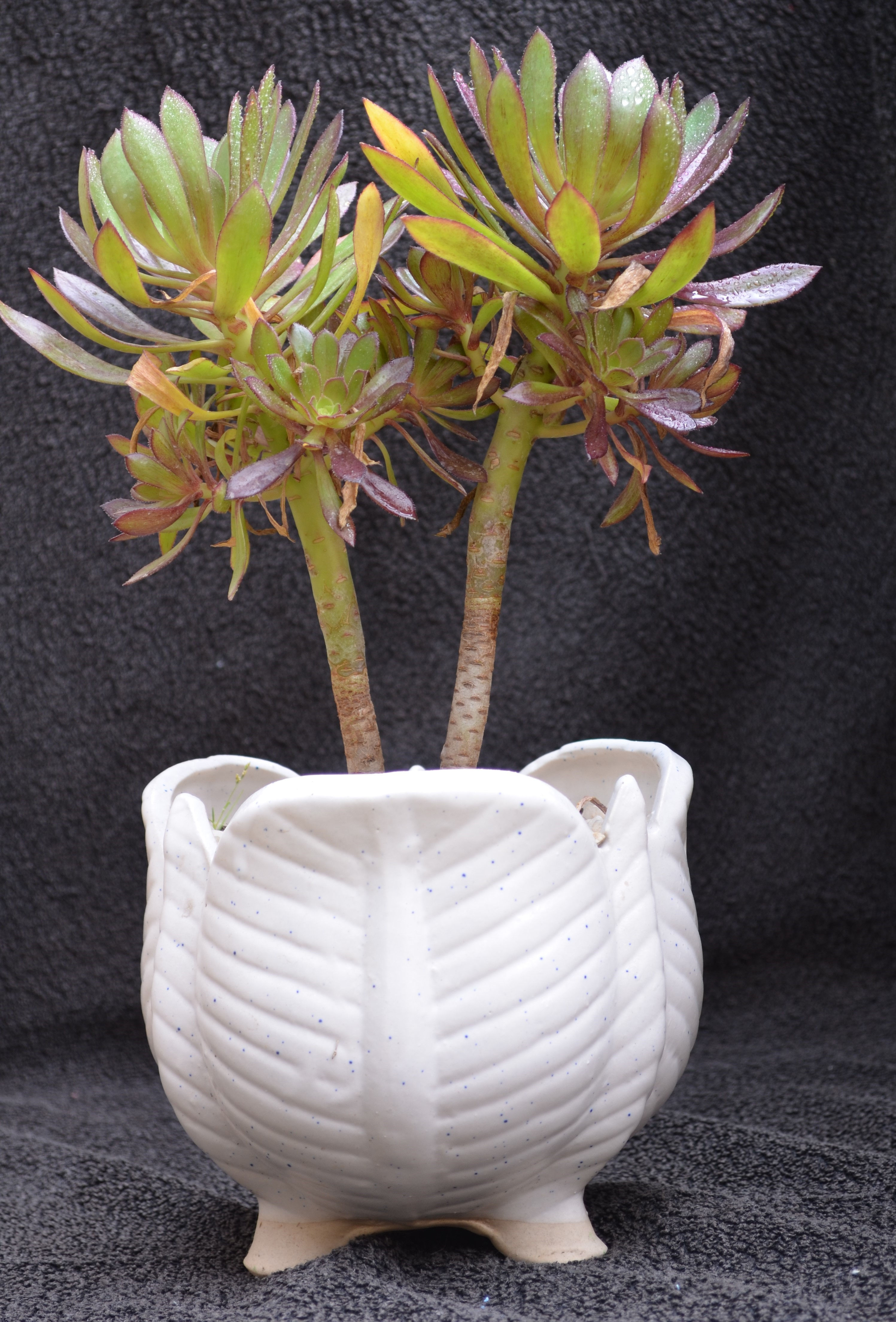 Aeonium arboreum - Red