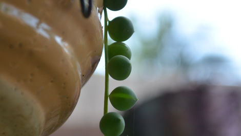 The Ultimate Guide to Succulent Care: Tips and Tricks
