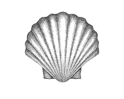conchiglia bianco e nero shell senza sfondo.png