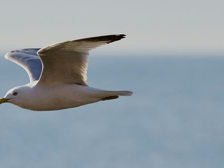 Winter Migrant Seabirds