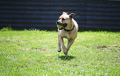 dog-2222.jpeg