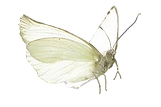 papillon-ok-D.png