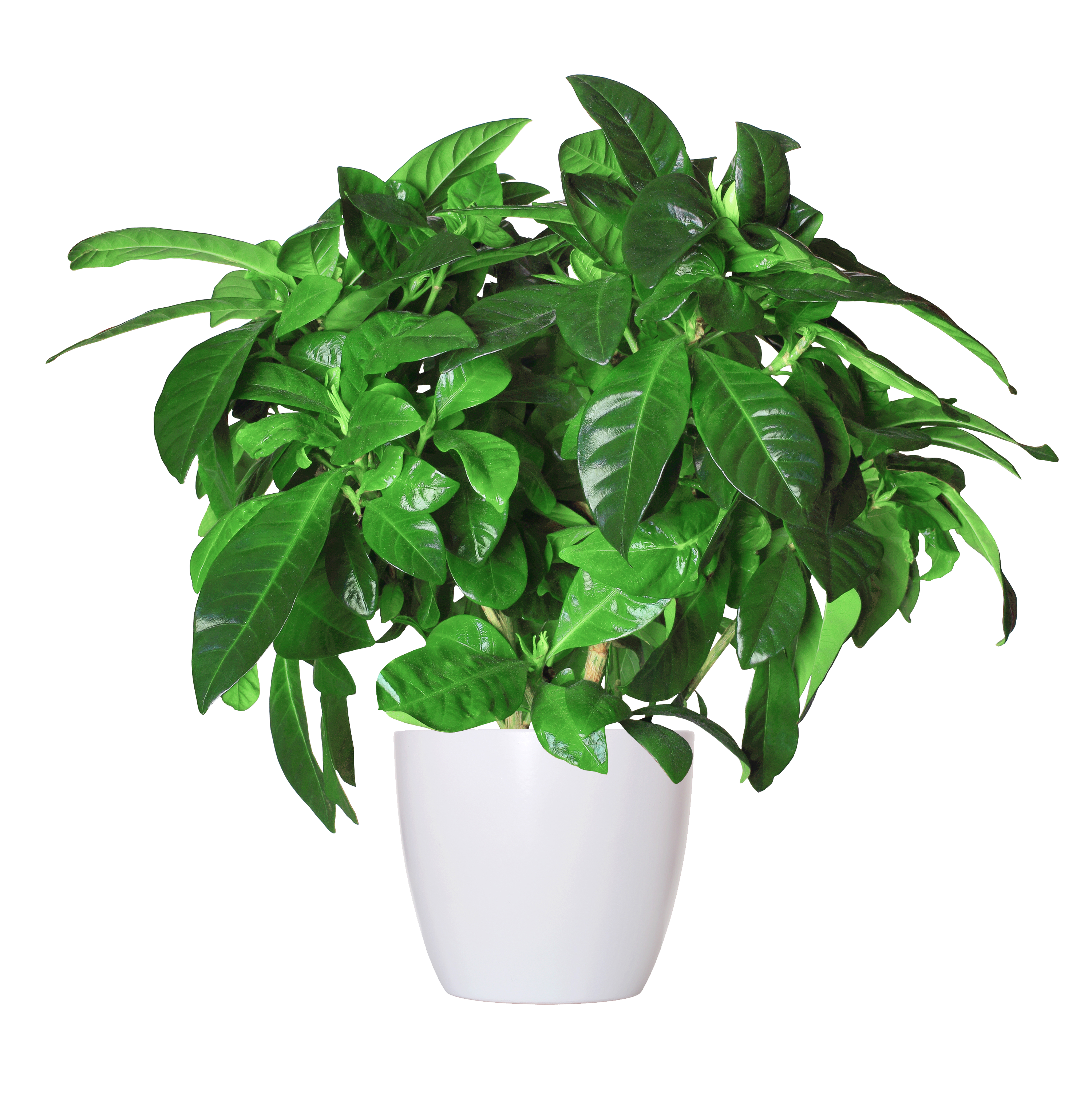 Gardaenia