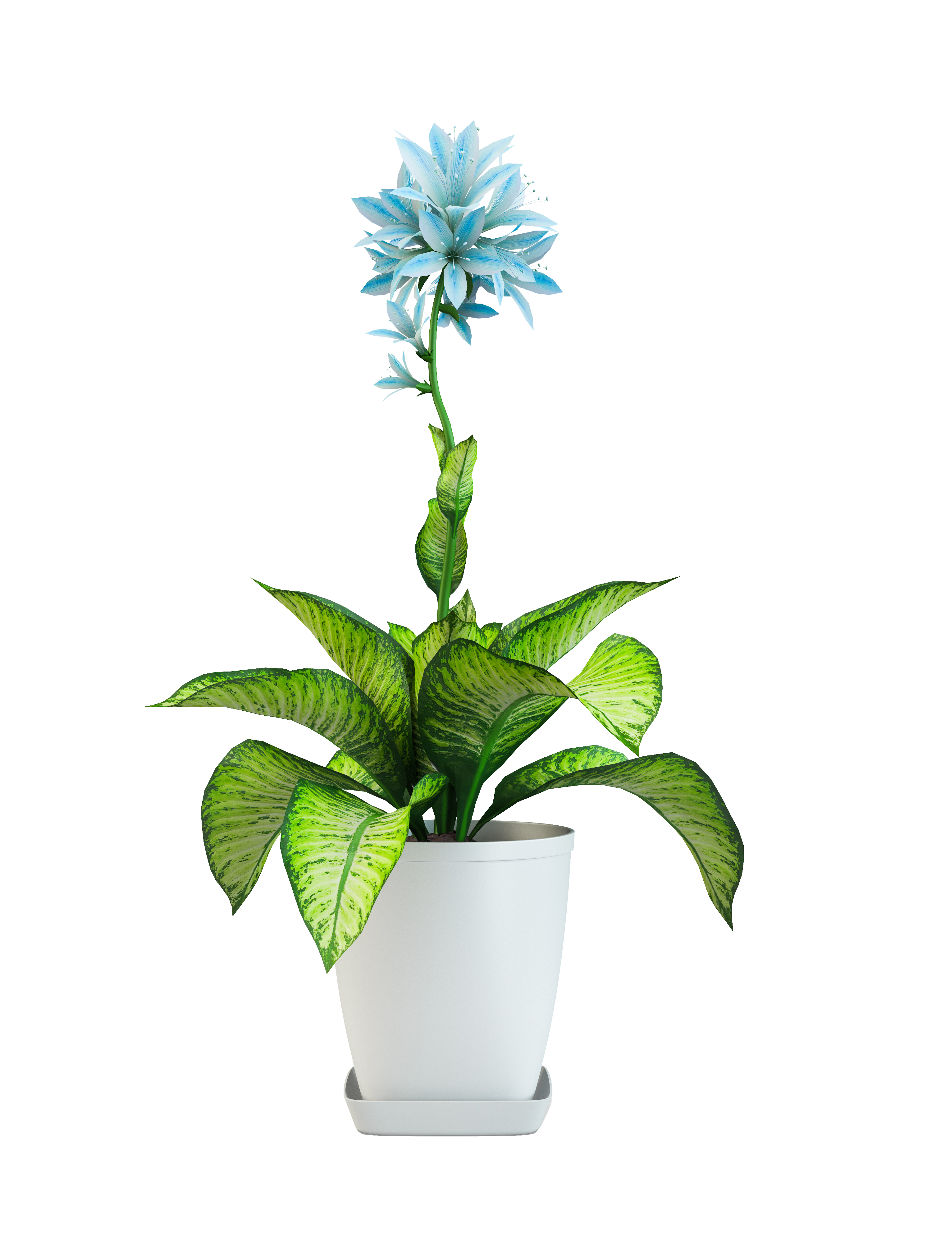 Dieffienbachia