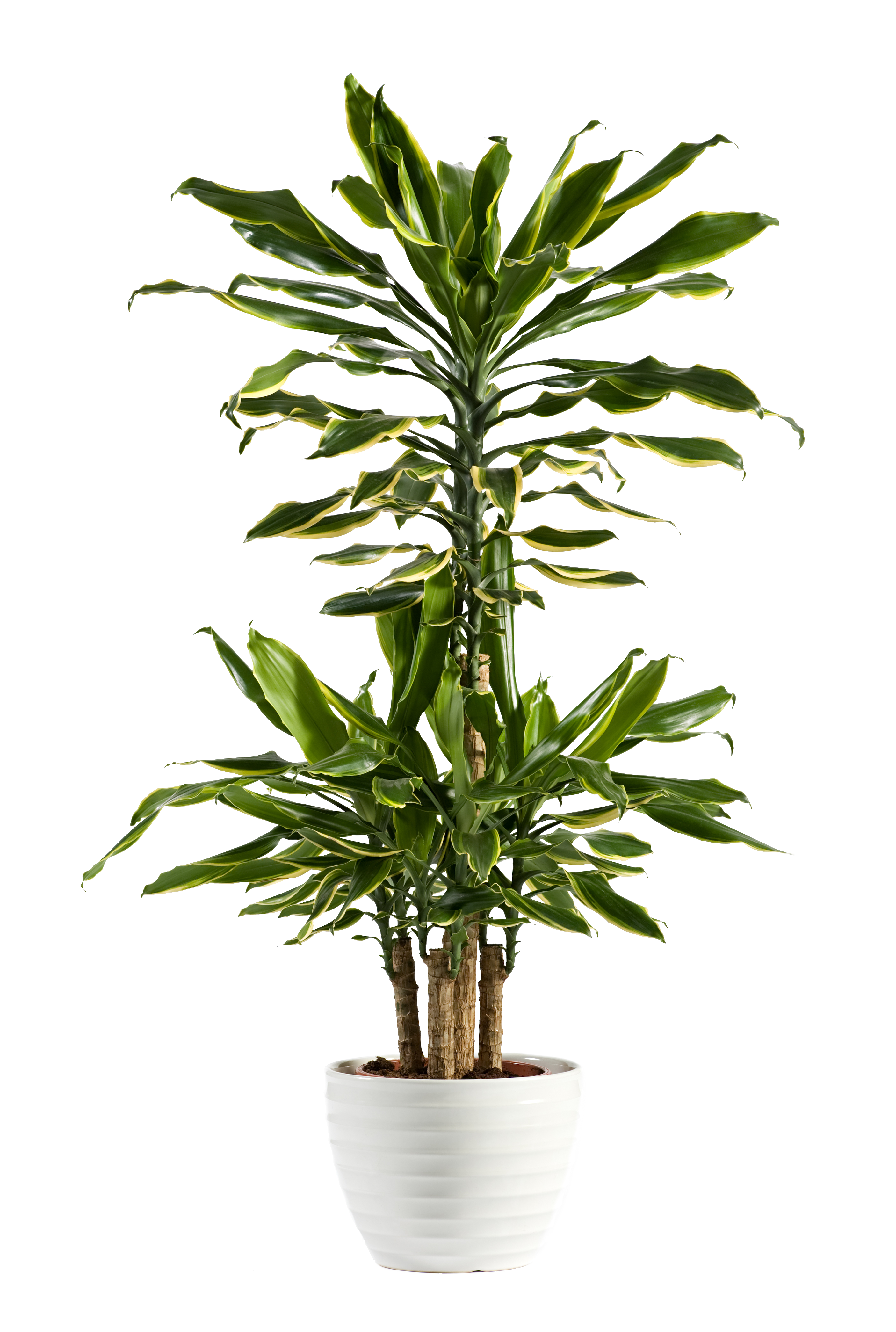 Dracaena - Lemon Lime