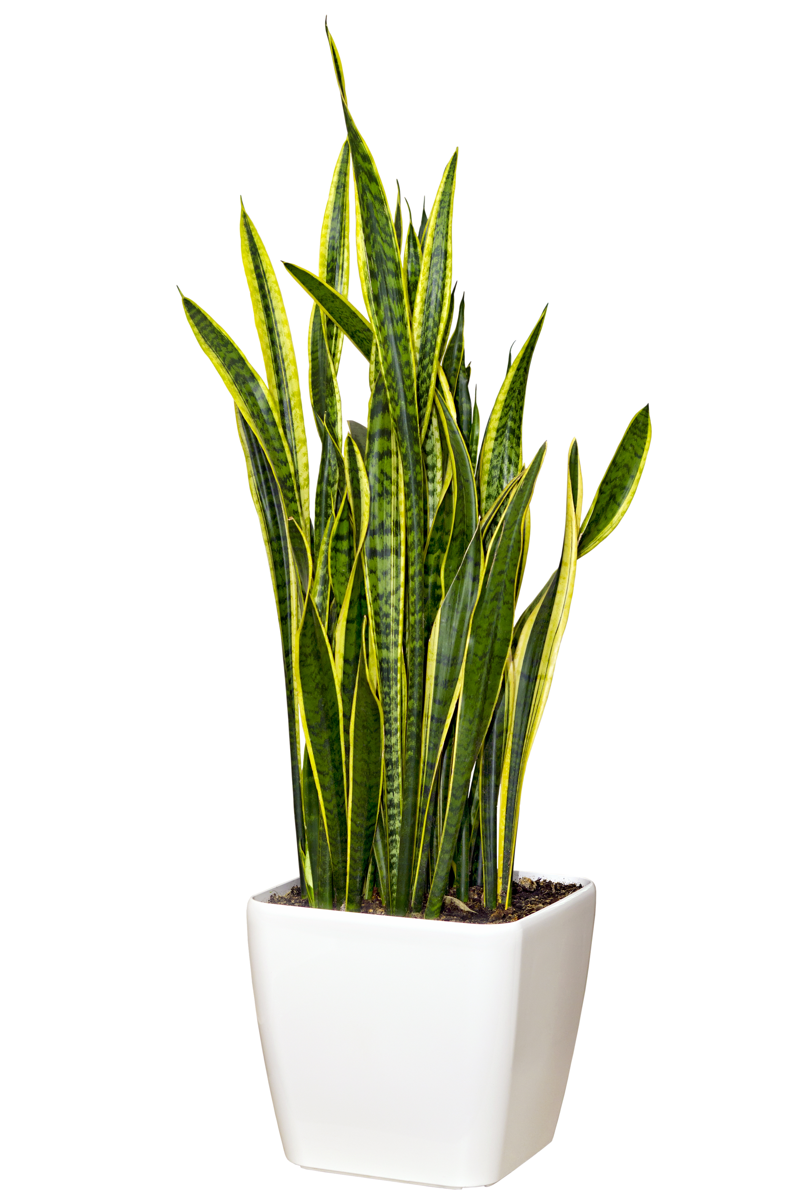 Senseveria