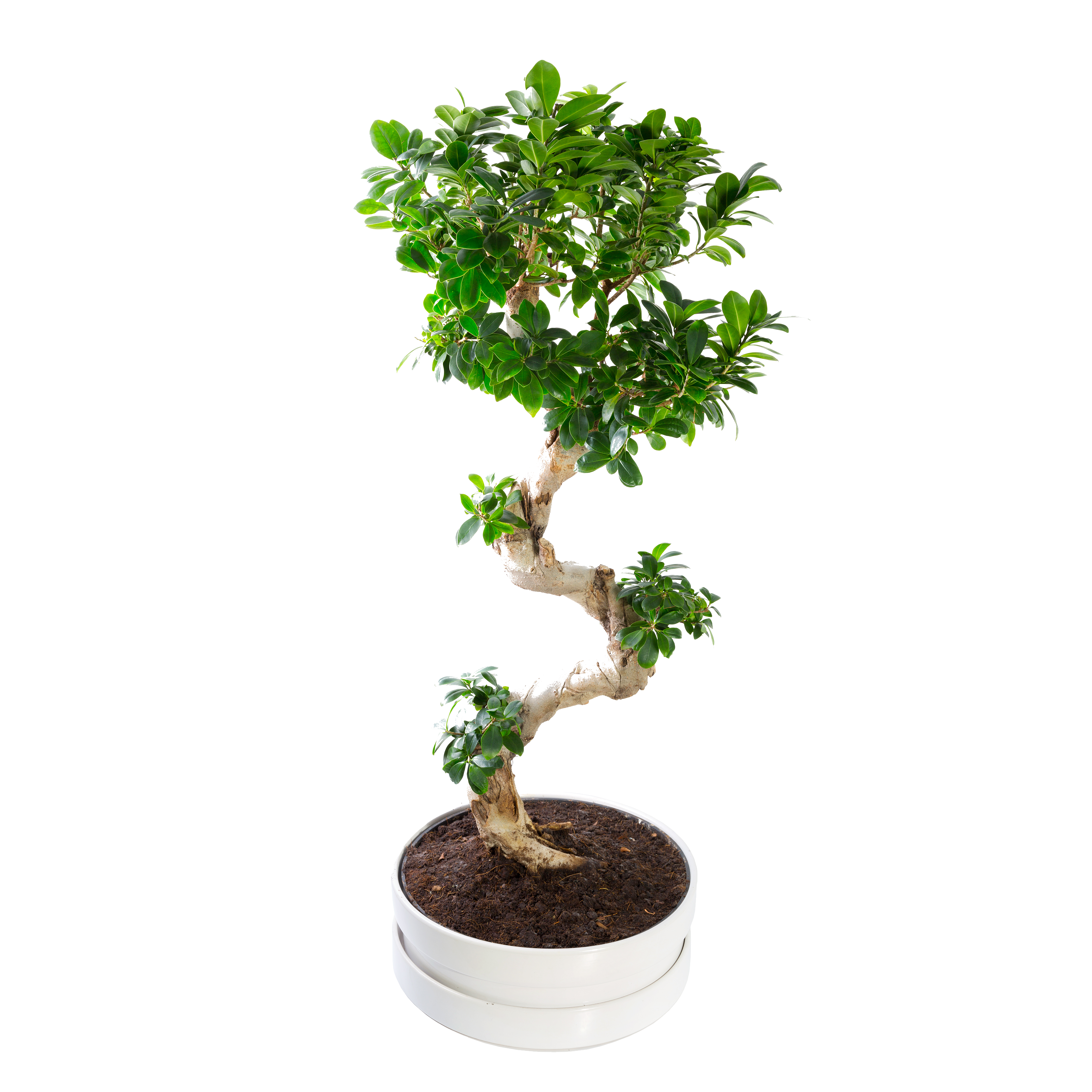 Ficus microcarpa ginseng
