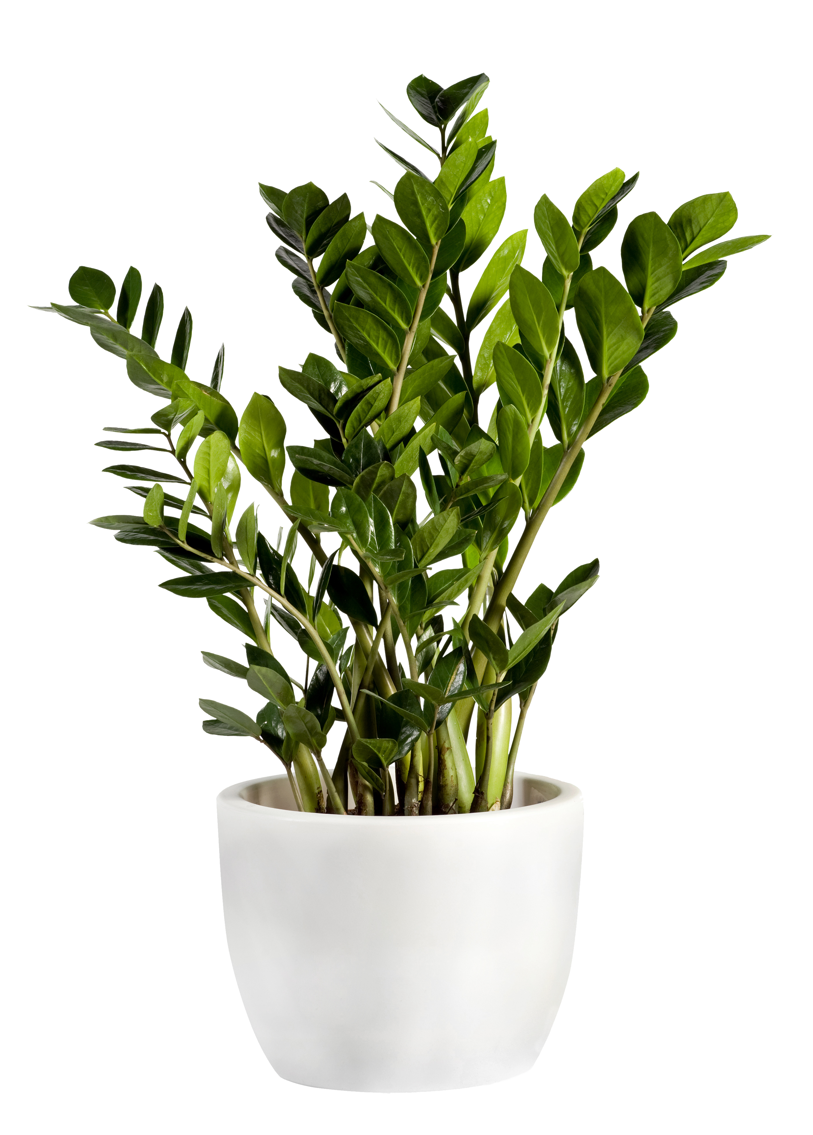 Zamioculcas