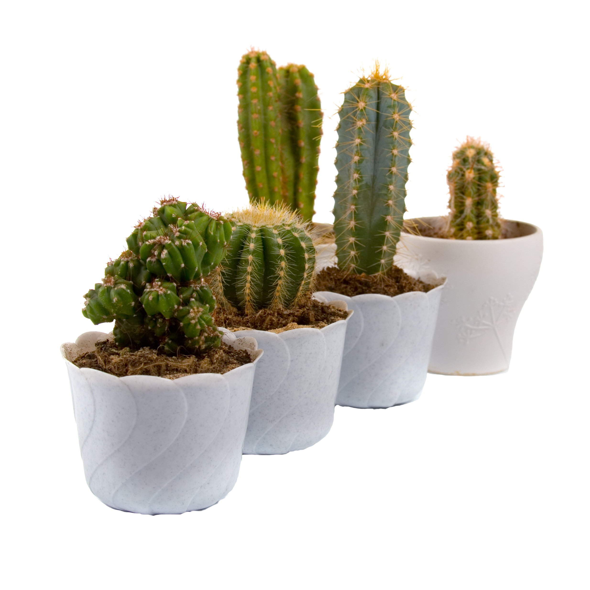 Small Cactus