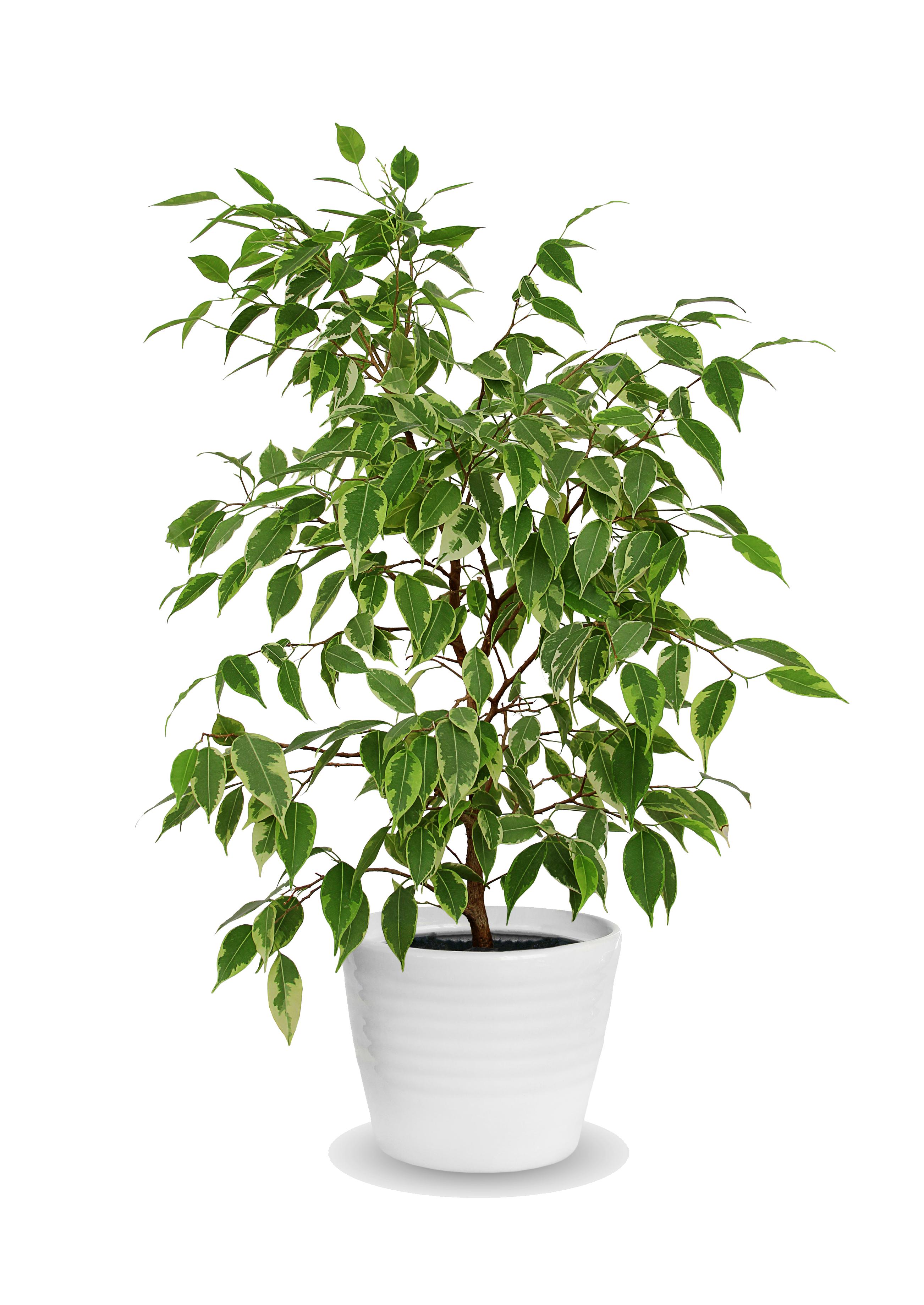 Ficus - Starlight