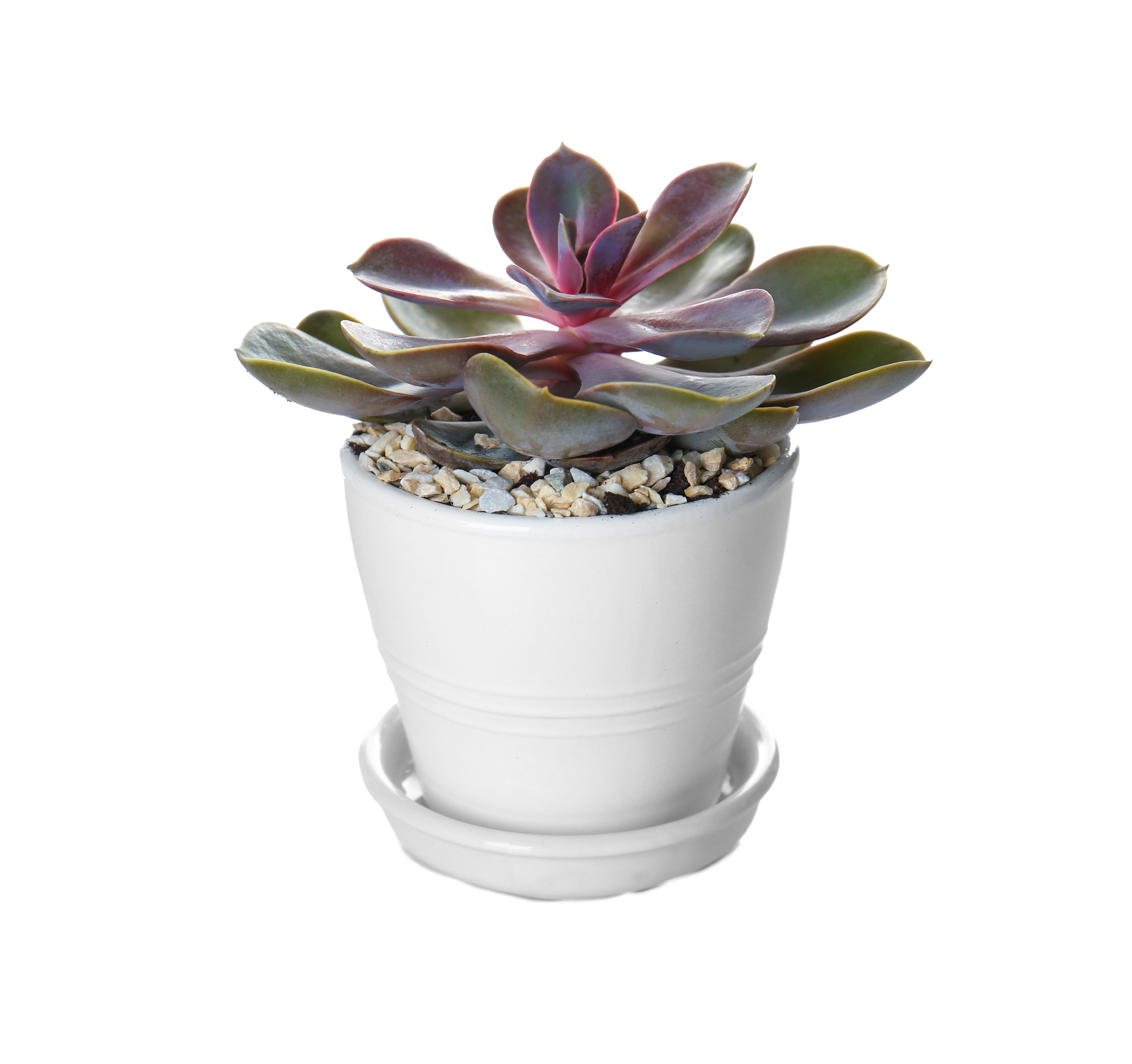 Succulents - Echeveria