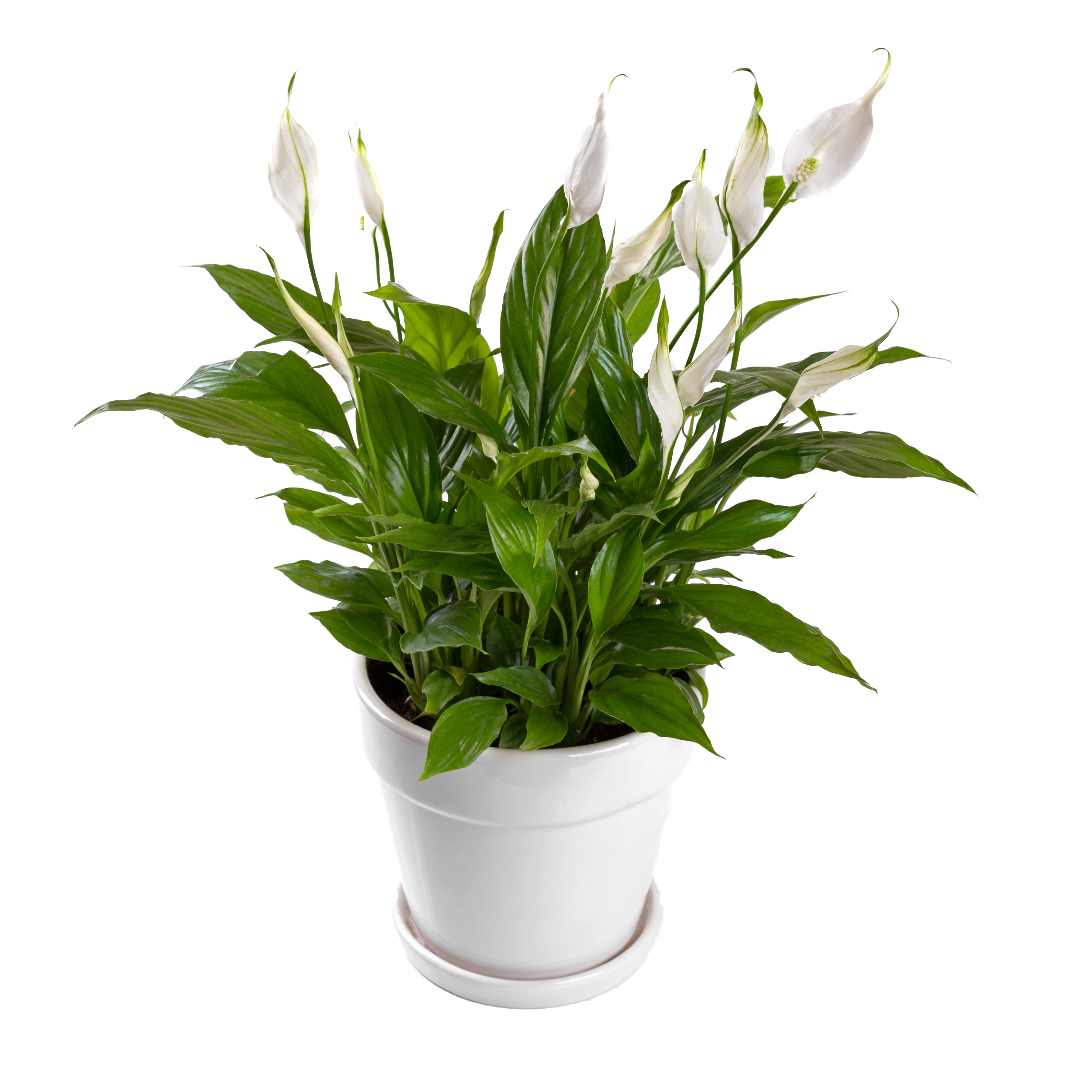 Spathiphyllum