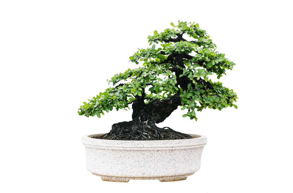Bonsai