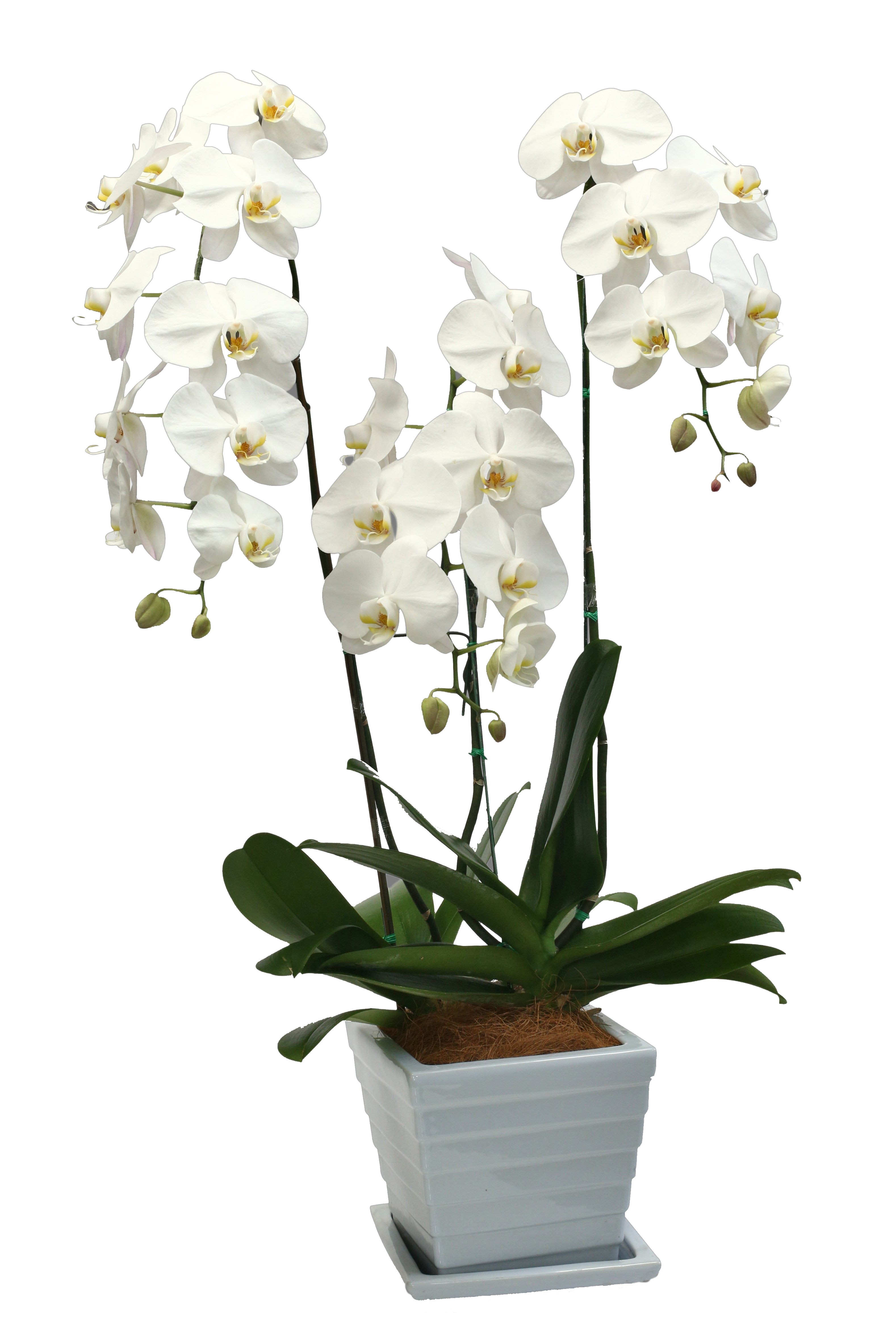 Phalaenopsis Orchids