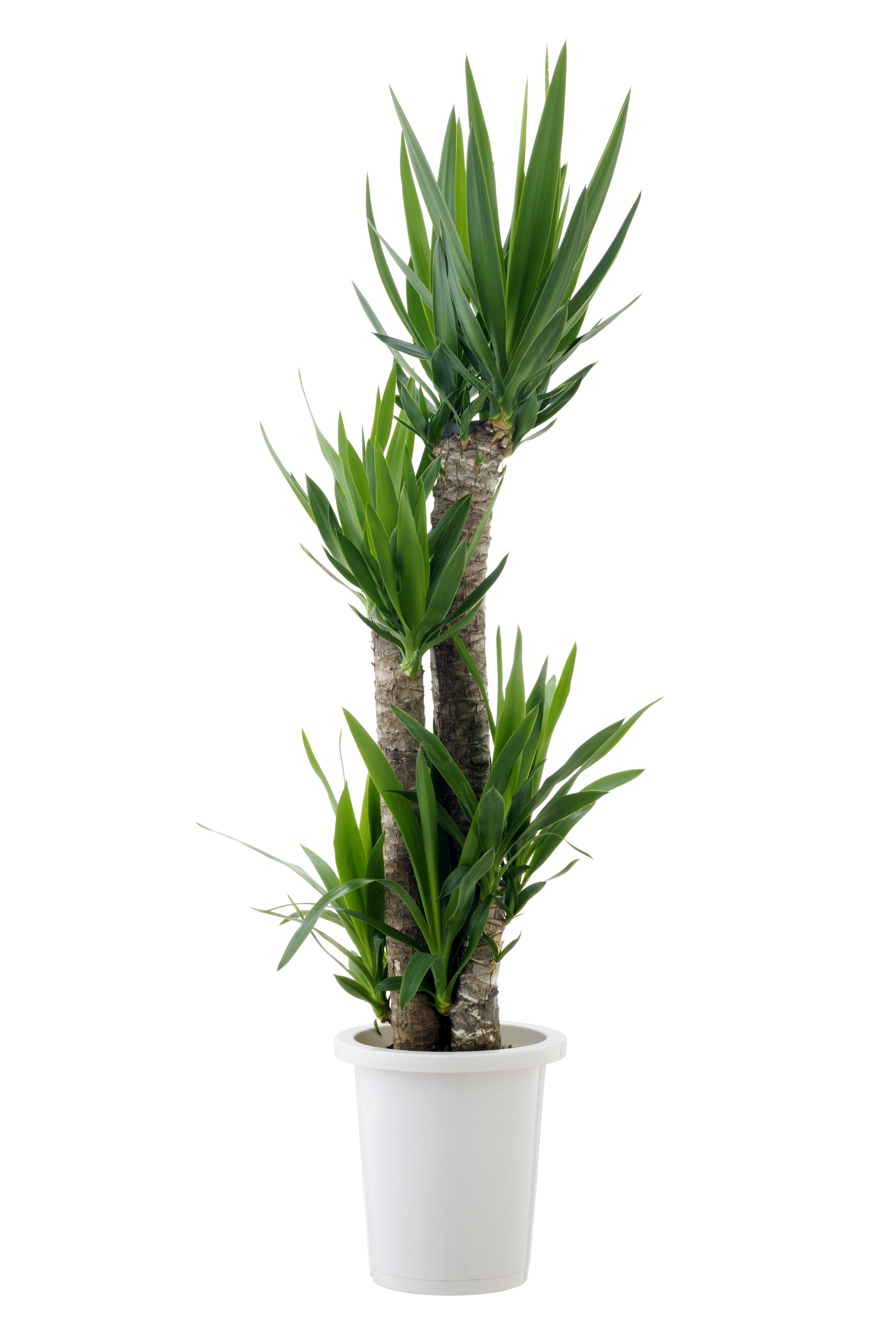 Yucca