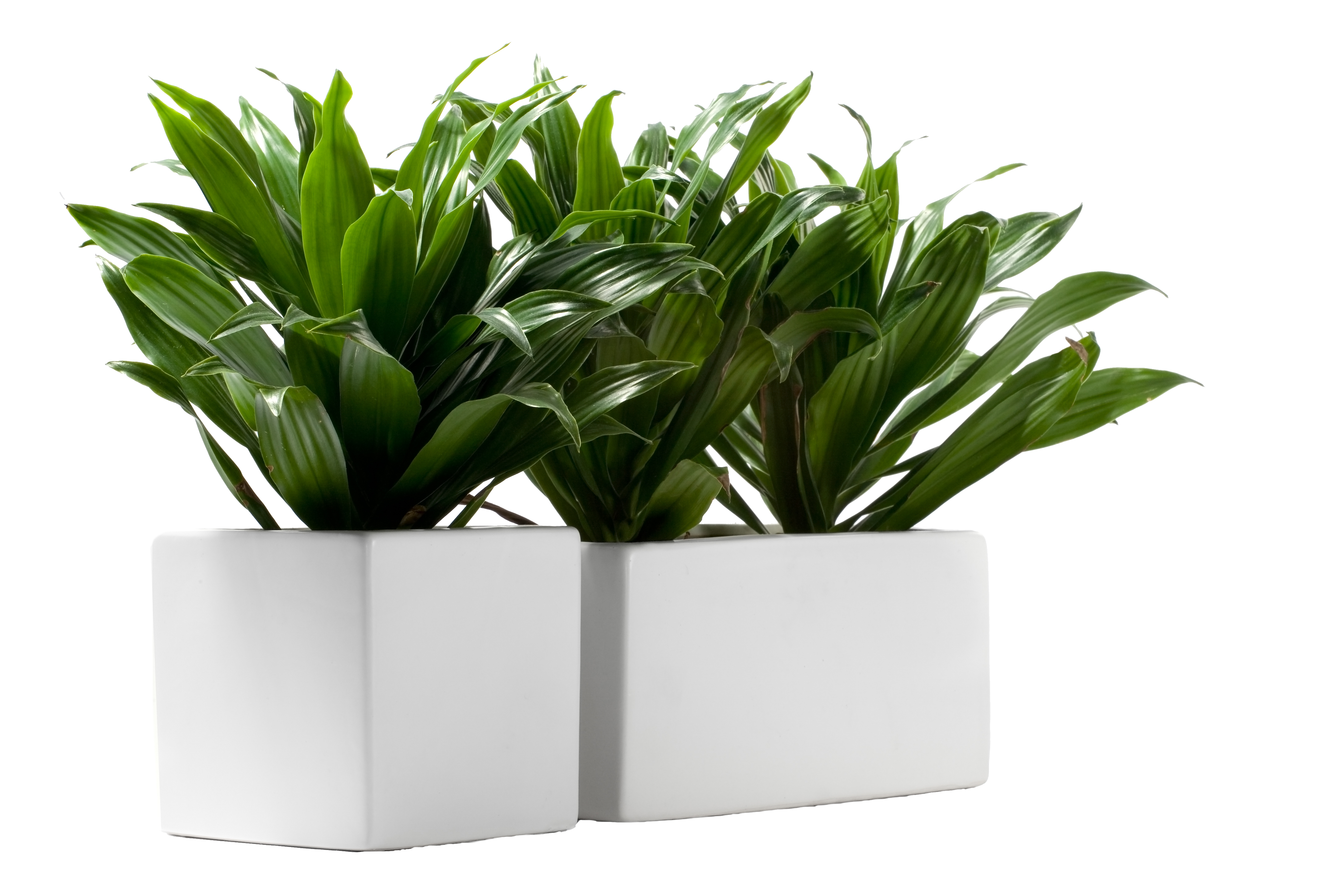 Dracaena - Compacta