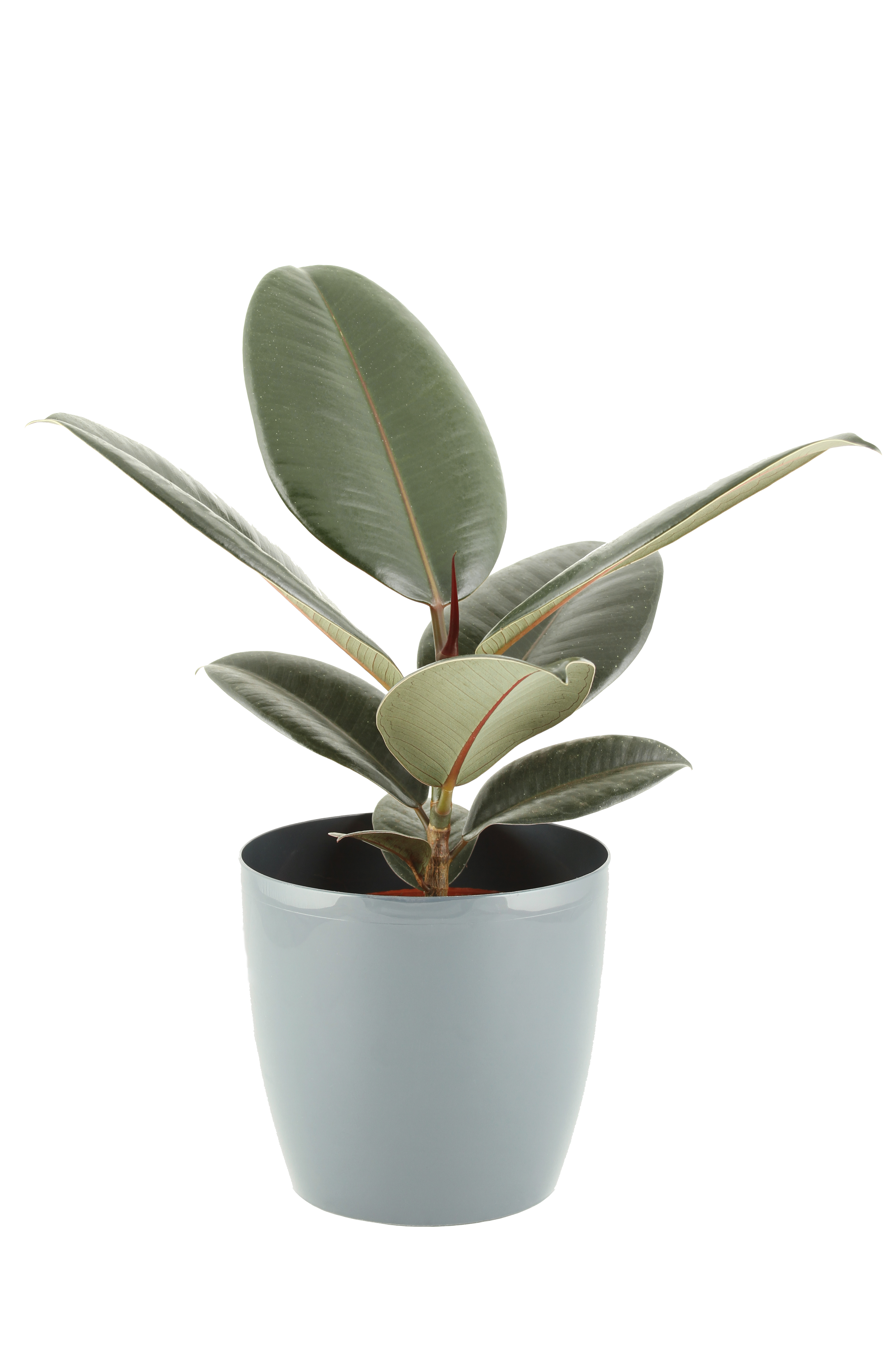Ficu - Robusta