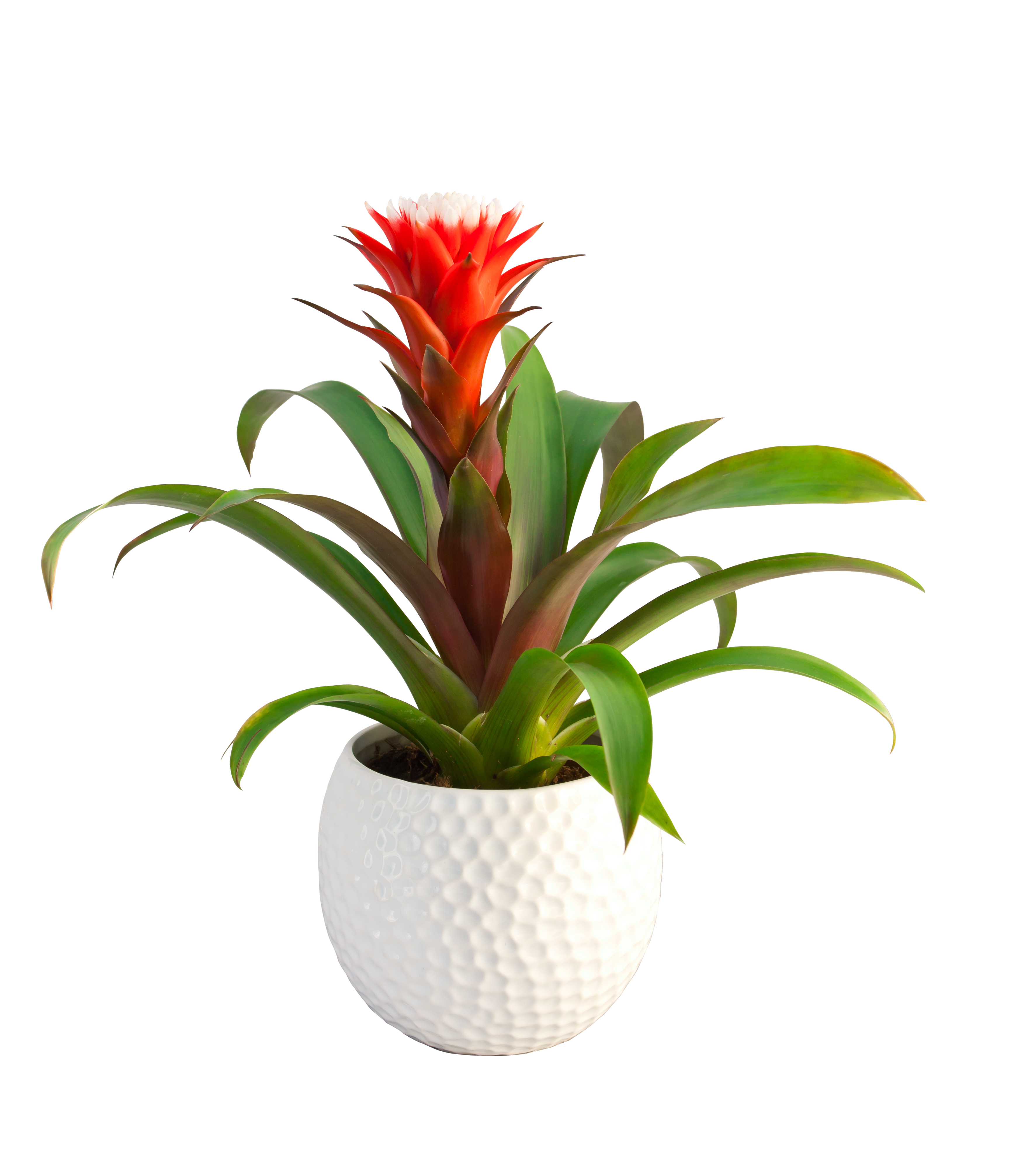 Guzmania