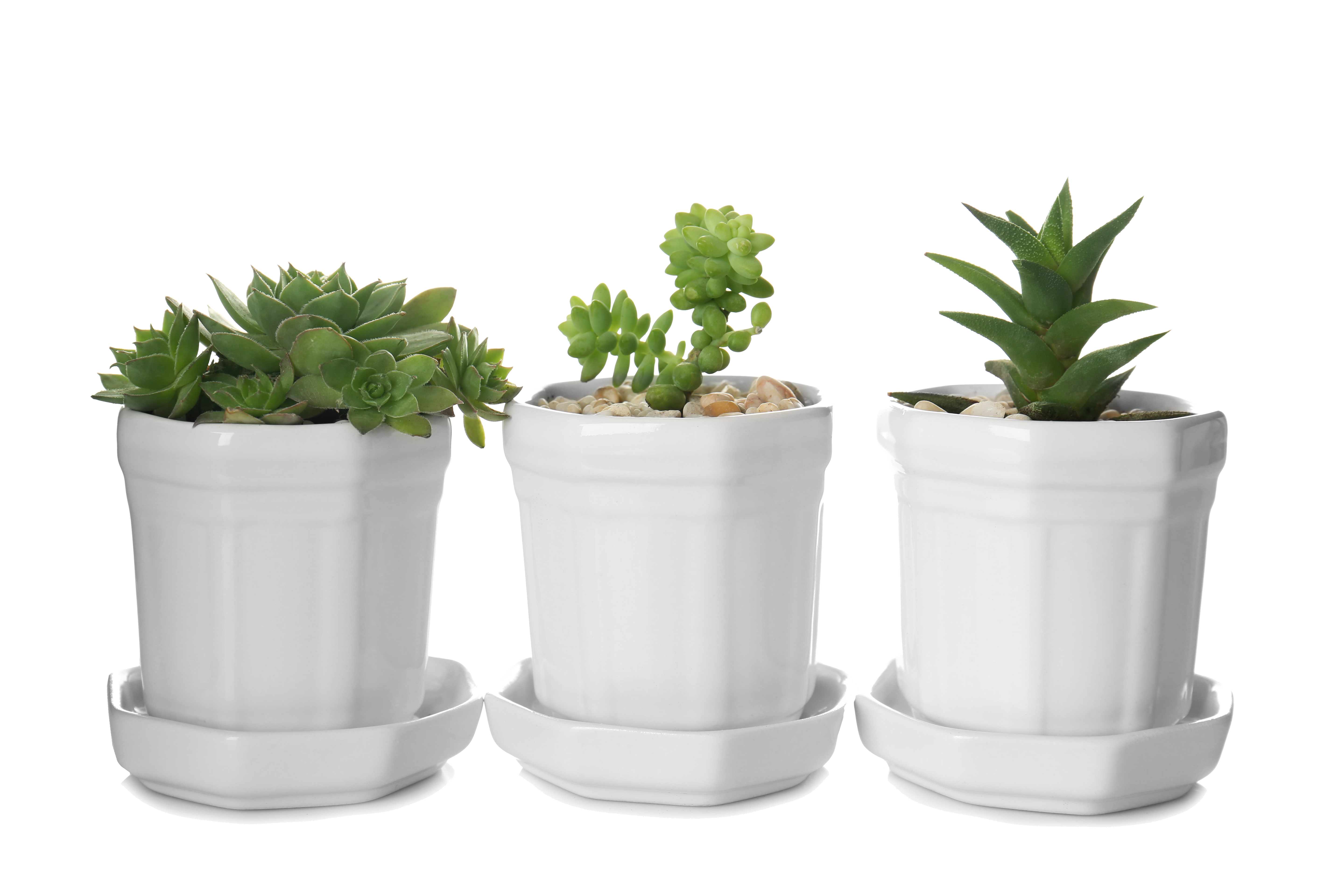 Succulents
