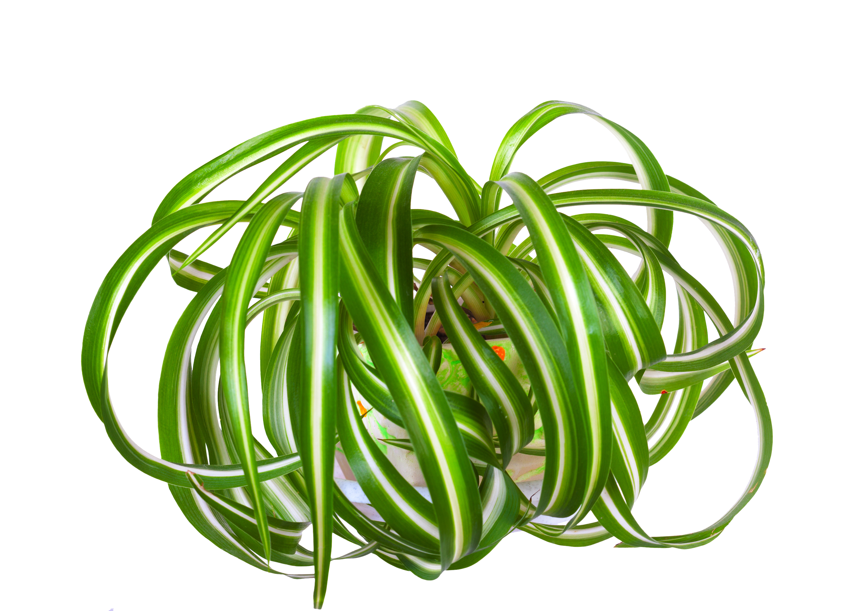 Cholorphythum