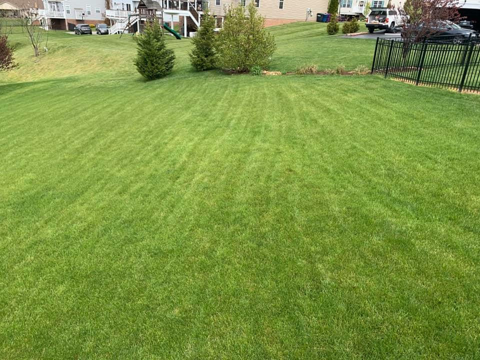 Freshly mowed lawn